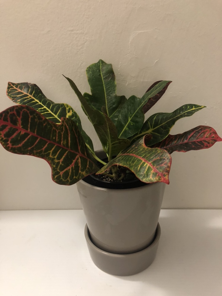 3.5“ croton with cover pot thumbnail