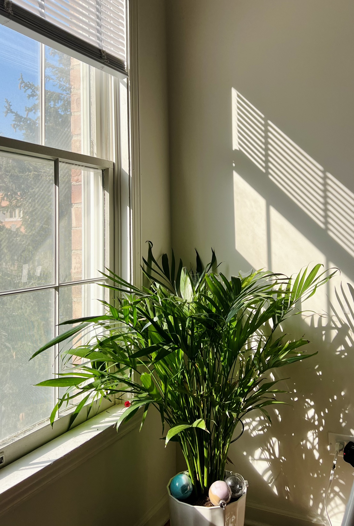 Areca palm live plant with white pot