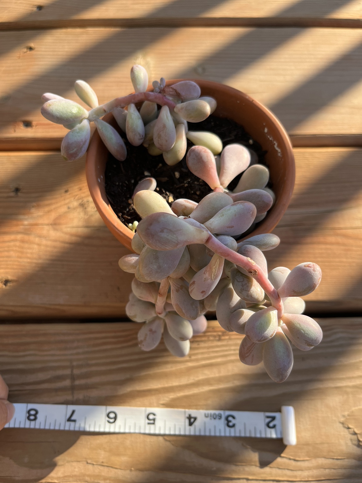 4.5” moonstone succulent plant ⚽️ image indicator(3)