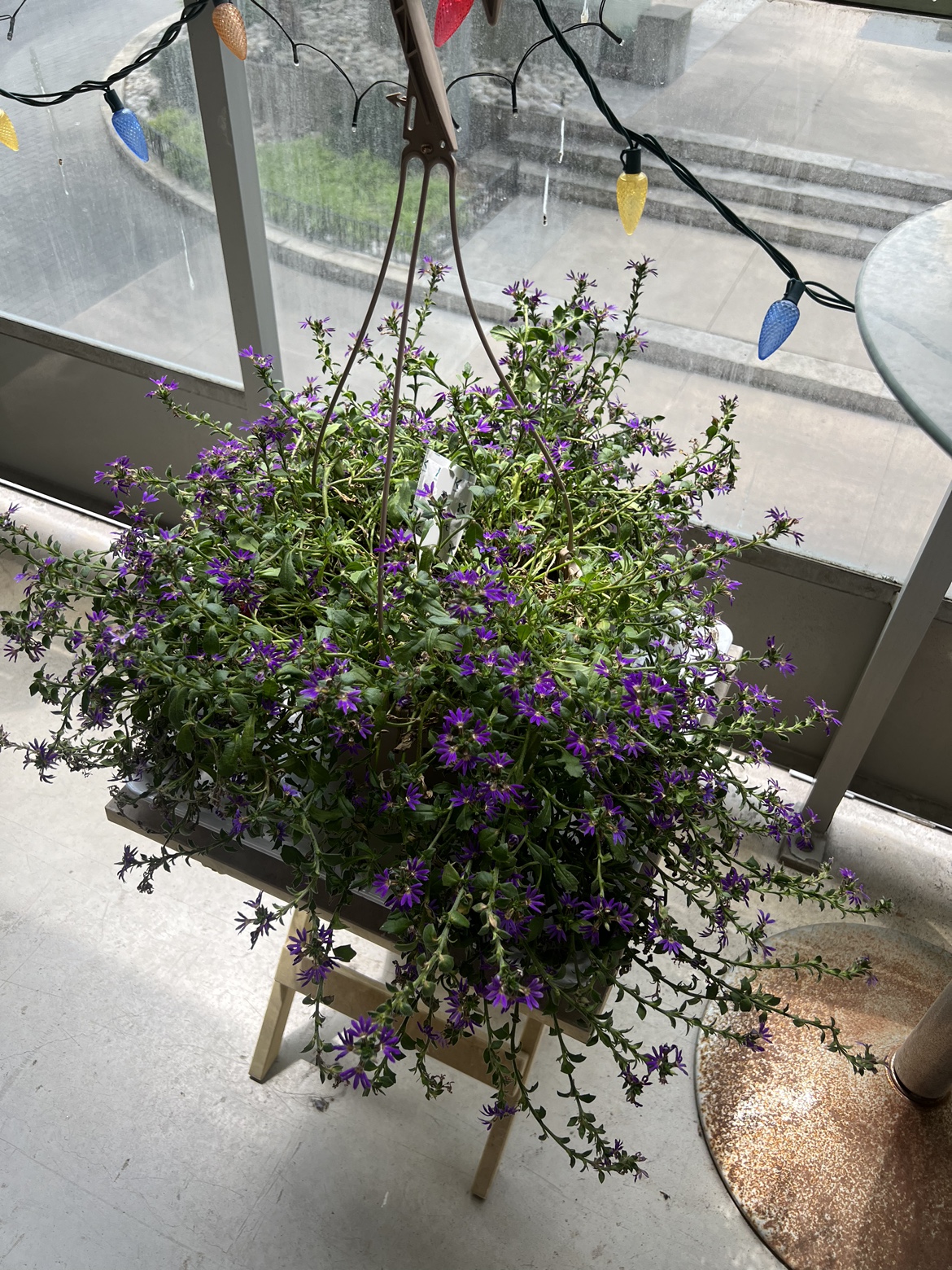 Plant - photo 2