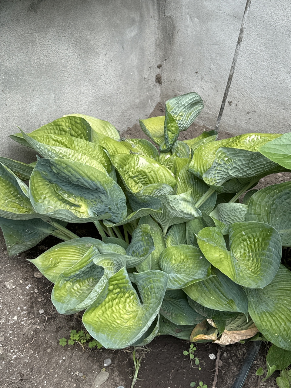 Hostas