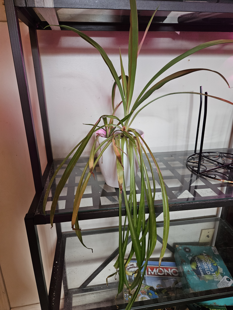 indoor plants