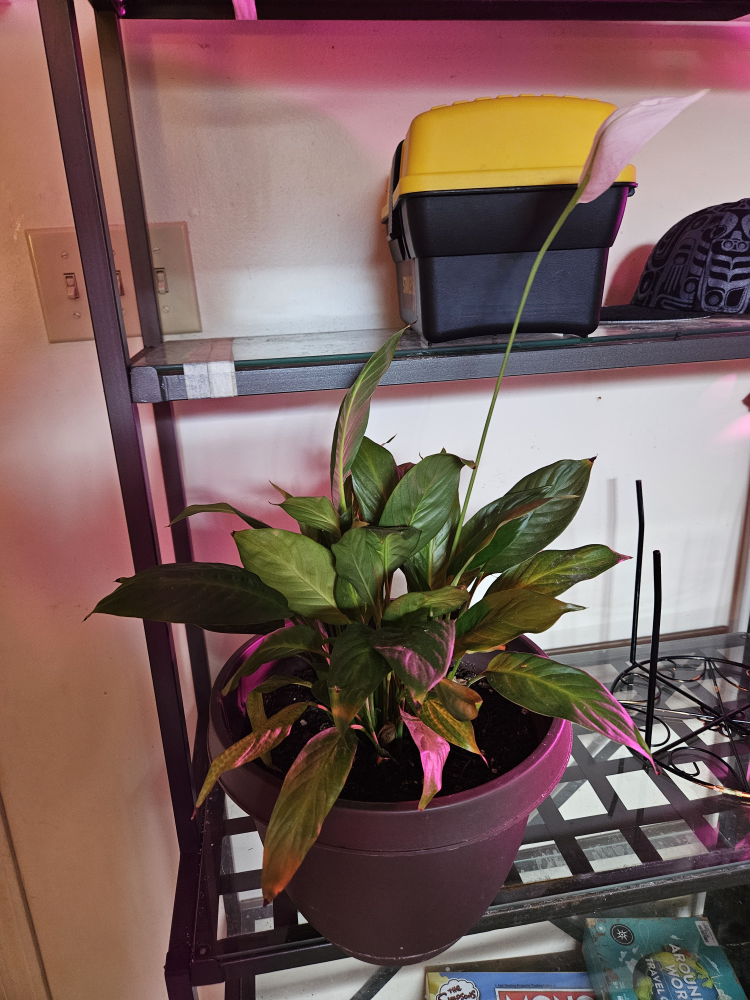 indoor plants - photo 2