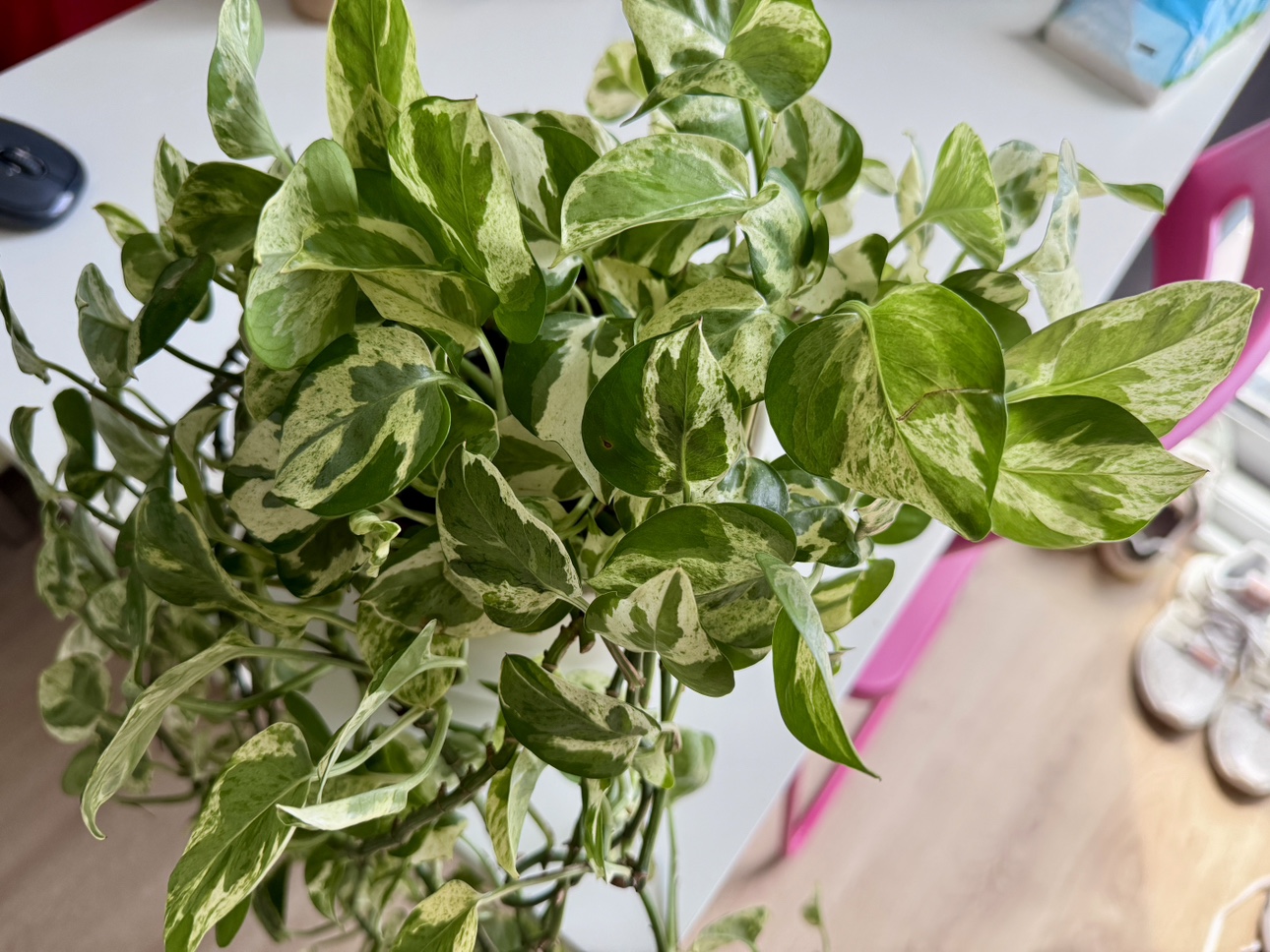 Plant with pot- Move out Sale - photo 2