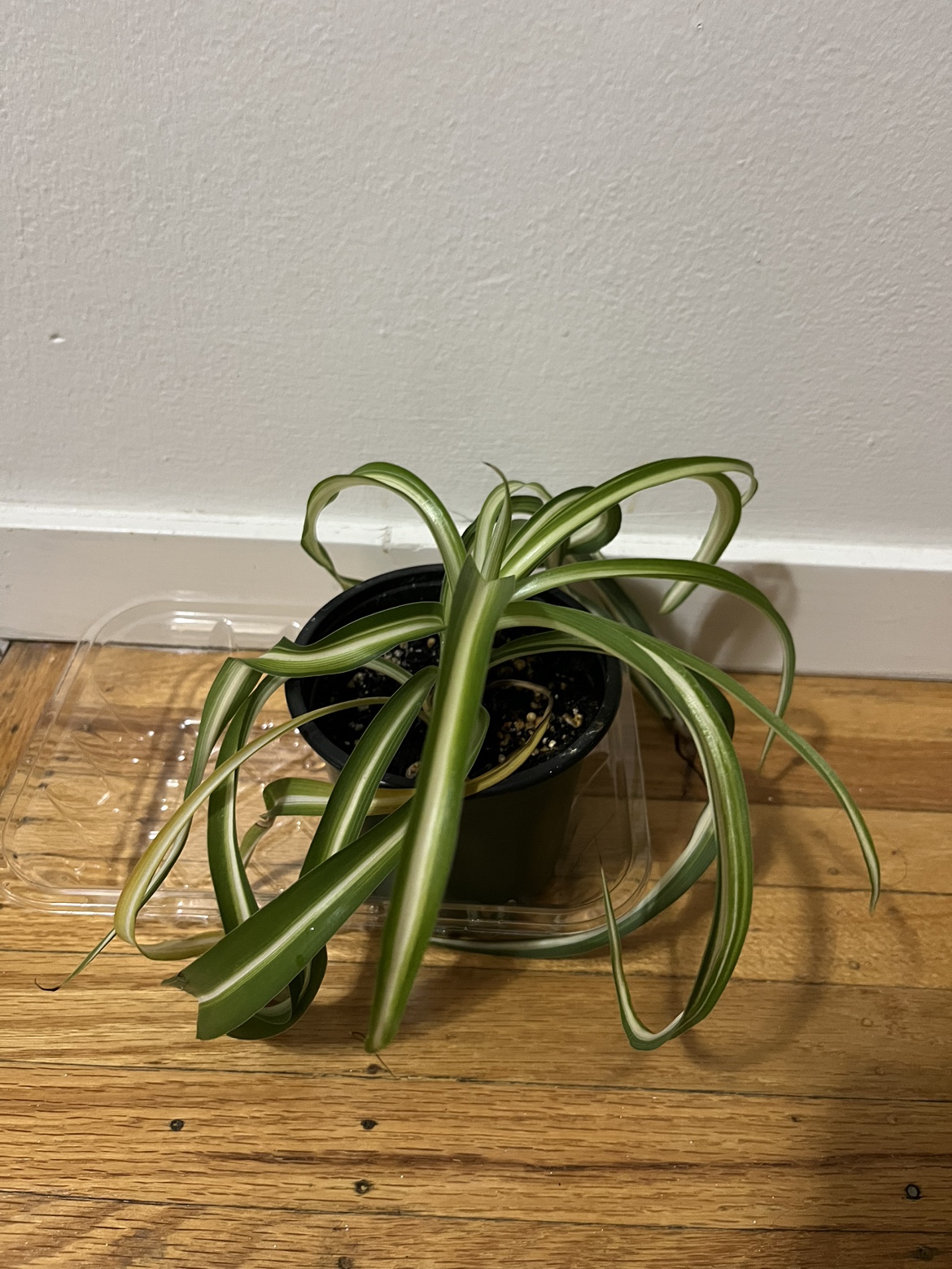 Spiral 🌀 spider plant D ⚽️ thumbnail