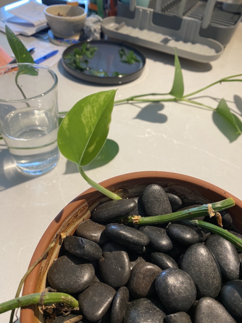 Beautiful 6 foot pothos plant (maybe golden pothos?) image indicator(7)