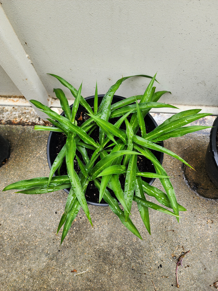 ⚽ Spider Plant (lots of mothers together) thumbnail
