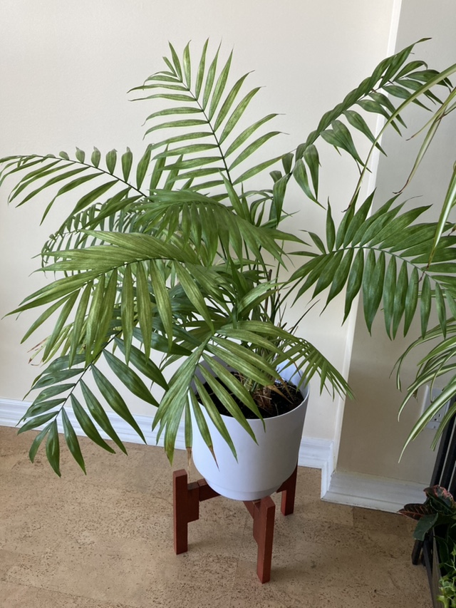 Areca palm 35” tall. Best offer thumbnail