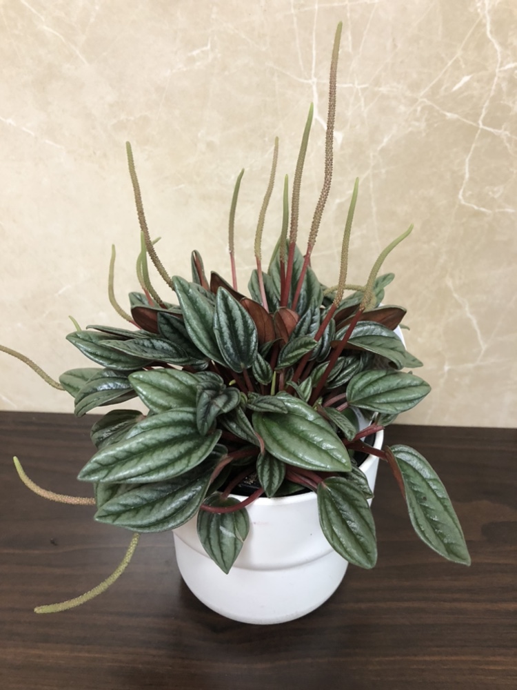 3.5” peperomia plant $5, with cover pot$8 thumbnail