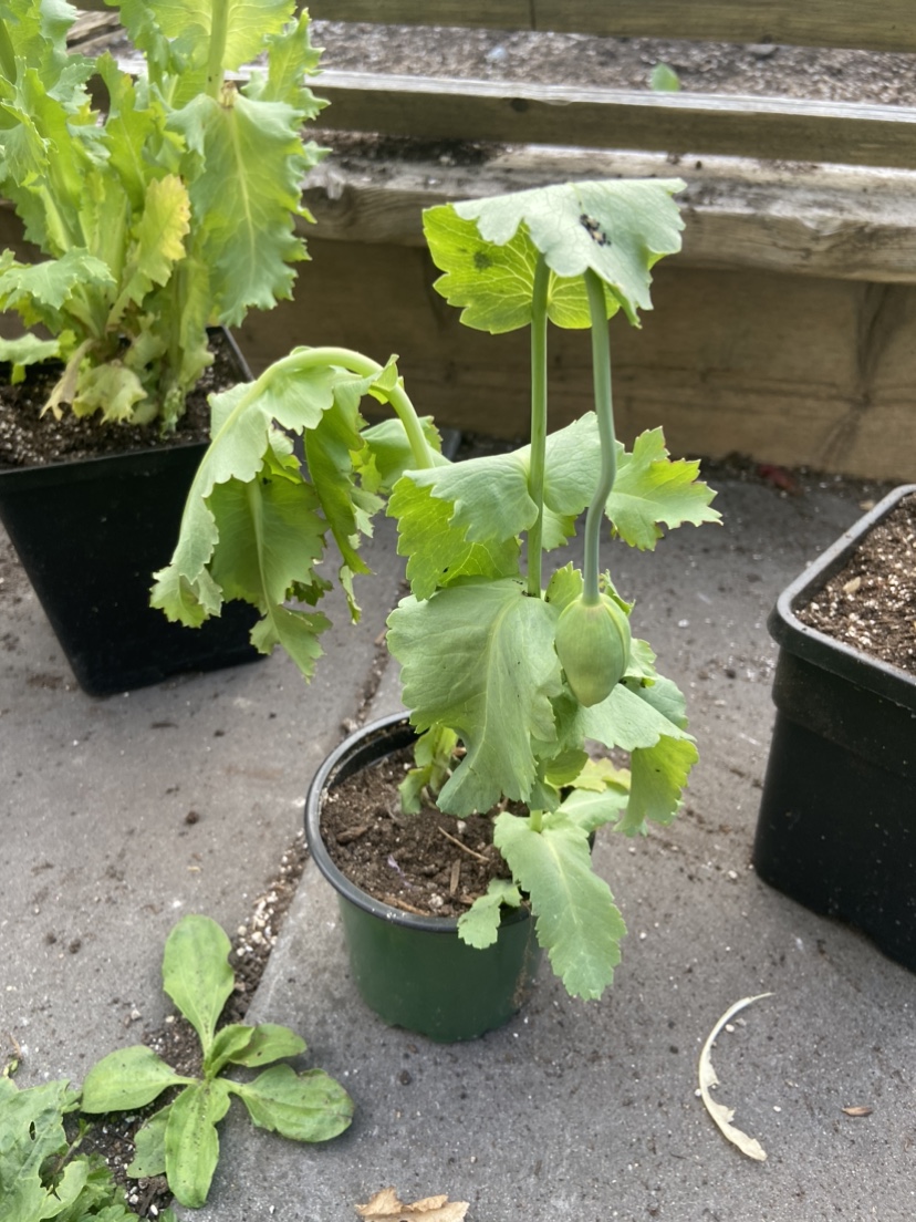 Poppy Flower Plant (xsmall) thumbnail
