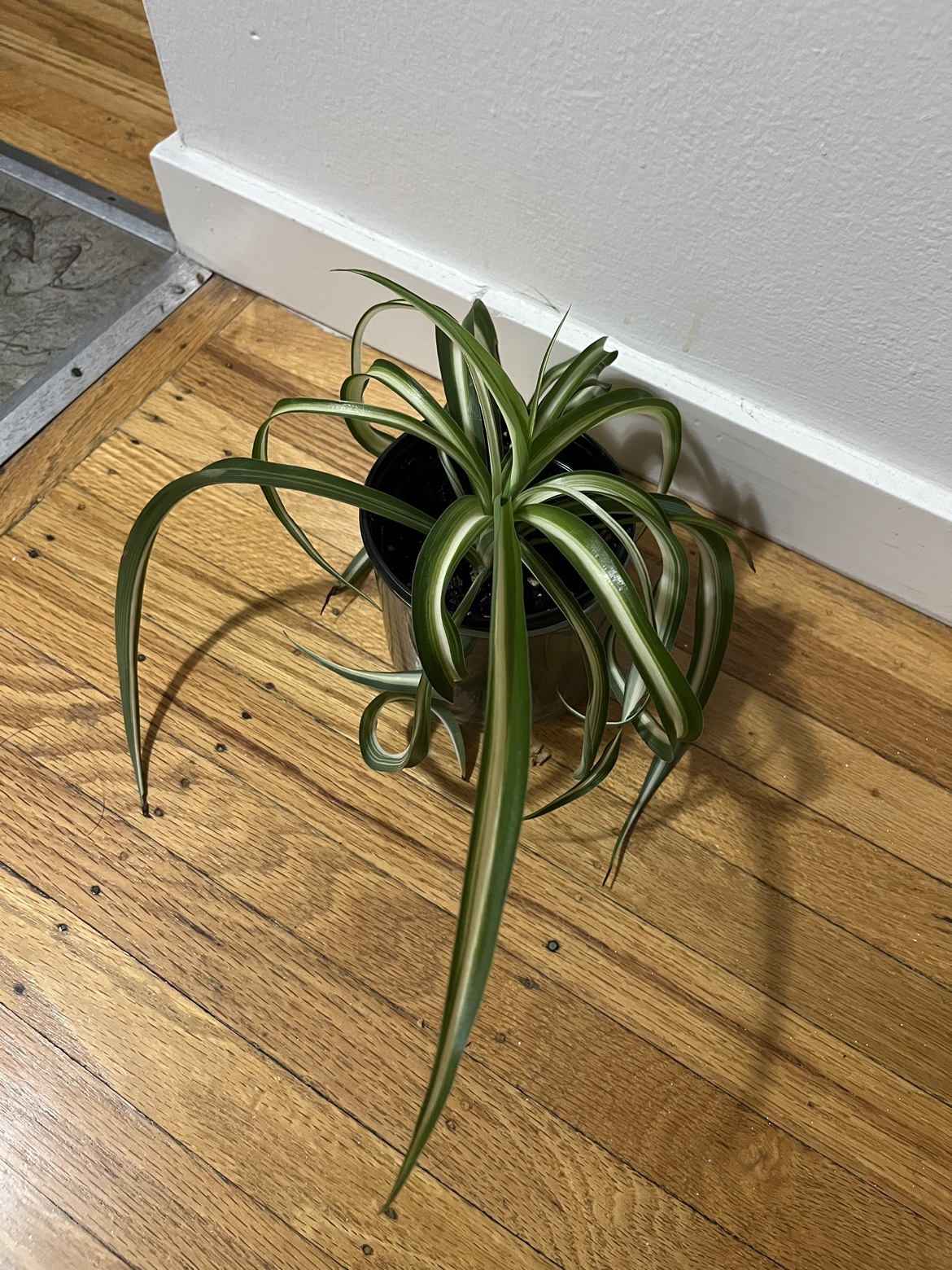 Spiral 🌀 spider plant E ⚽️ thumbnail