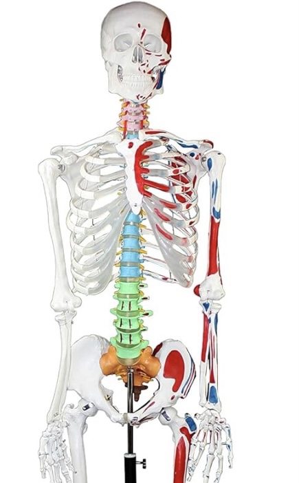 Life Sized Anatomy Skeleton