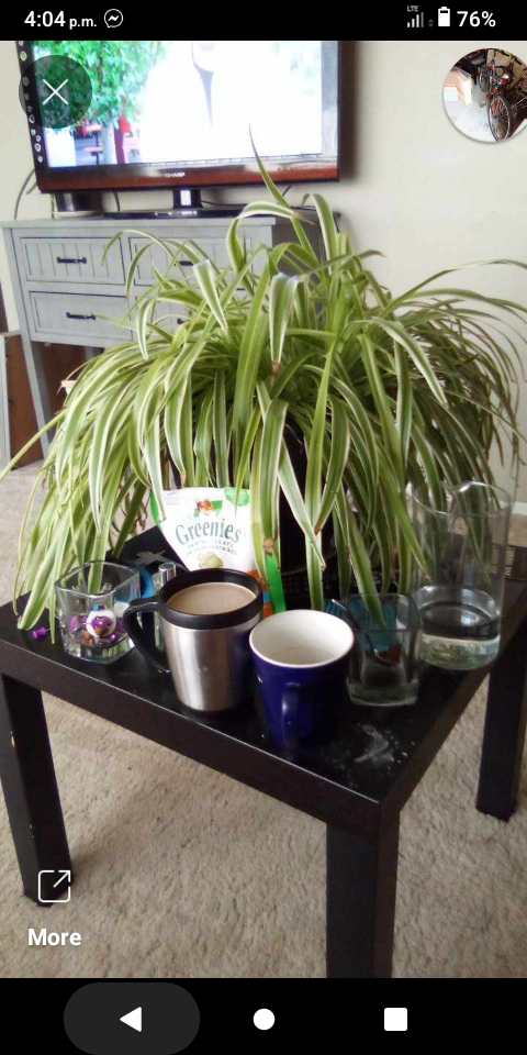 extra large healthy plants $30 each - photo 4