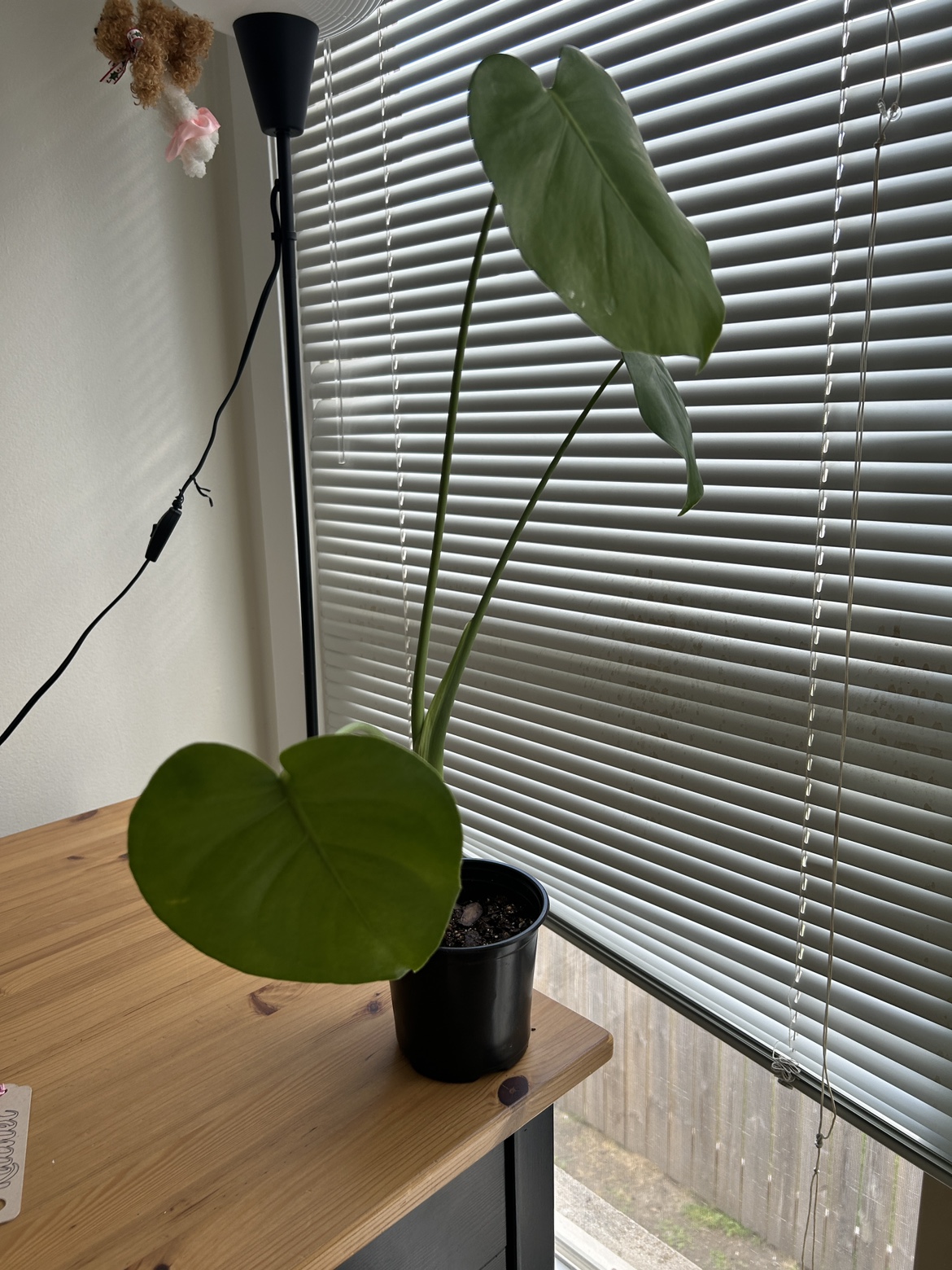 Monstera Plant 1 - photo 3