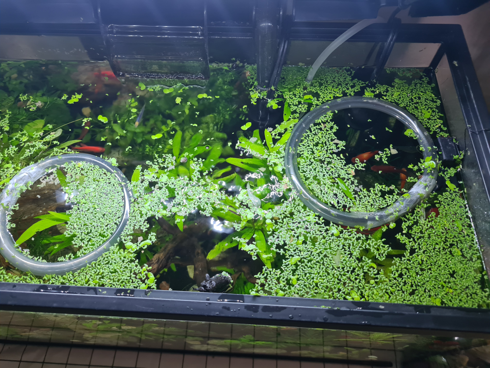 Free Aquarium plant clipping and Duckweed - photo 3
