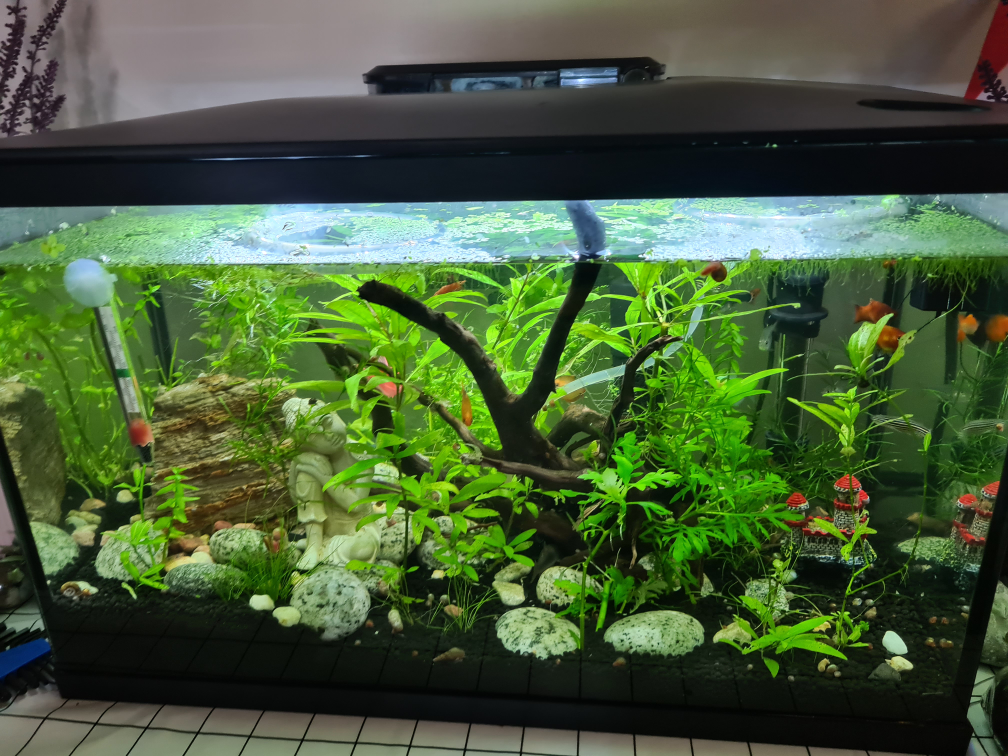 Free Aquarium plant clipping and Duckweed - photo 4