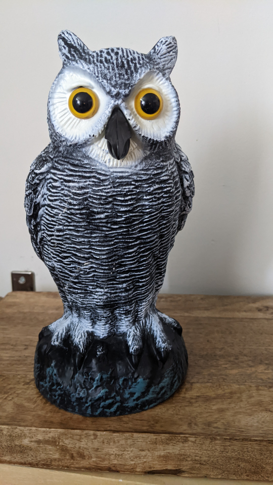 Plastic Owl - Pigeon deterrence thumbnail