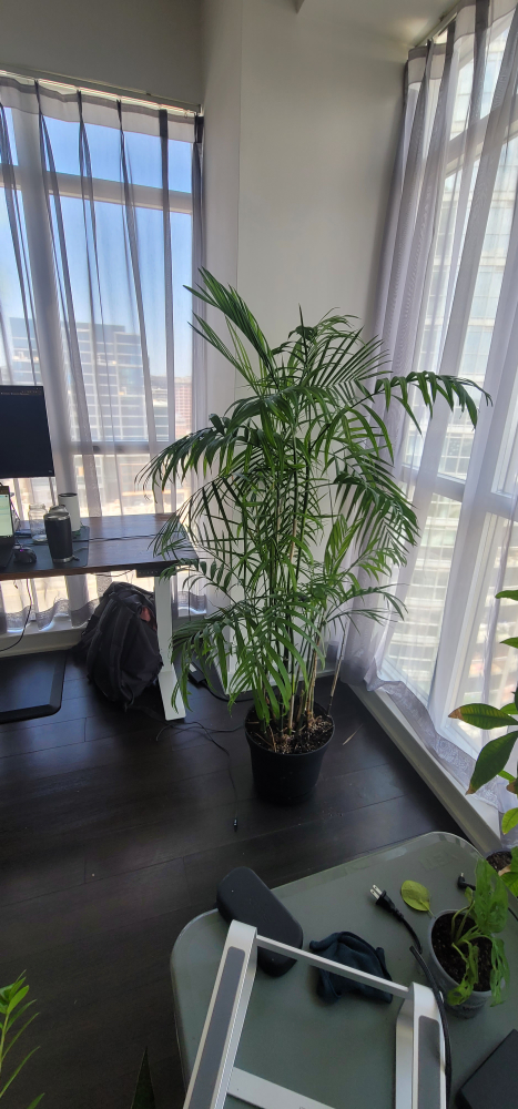 Bamboo Palm - photo 4