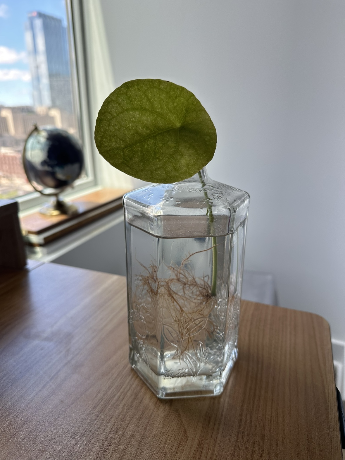 Pilea Plant in Decorative Bottle