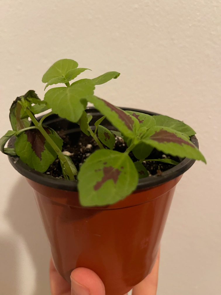 Coleus plants (3 in the same pot, the 4rth had an accident image indicator(2)