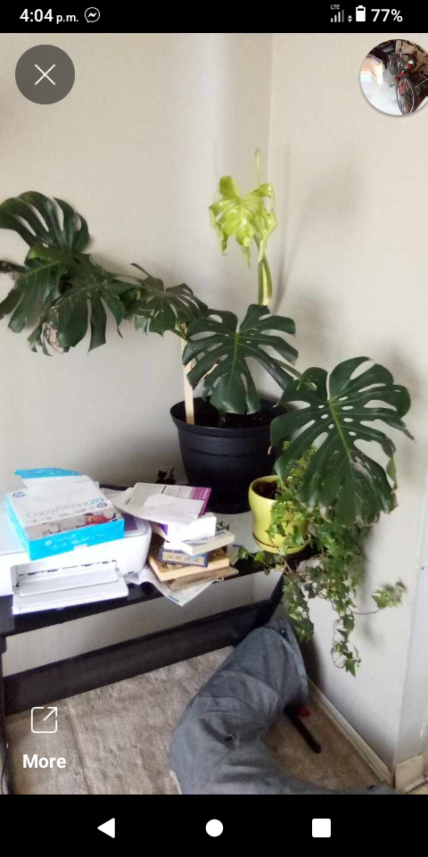 extra large healthy plants $30 each - photo 3