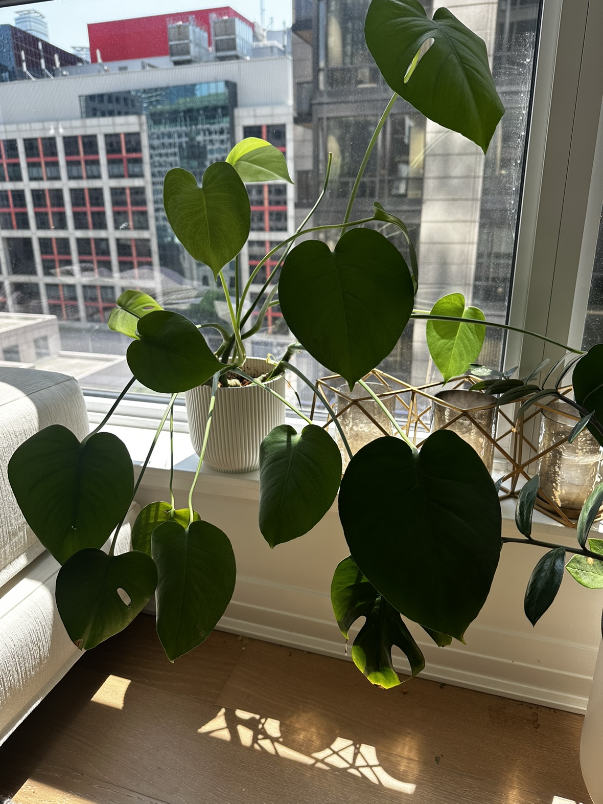 Plant heartleaf thumbnail