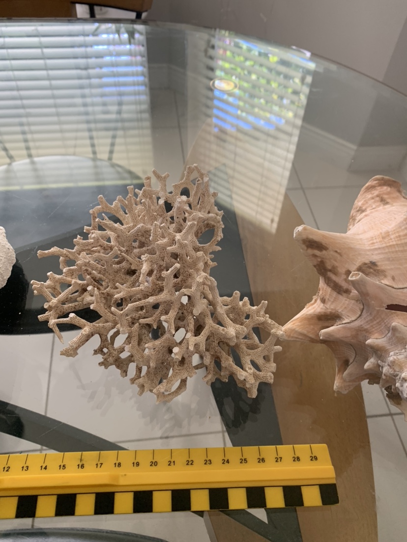 Large decorative shells thumbnail