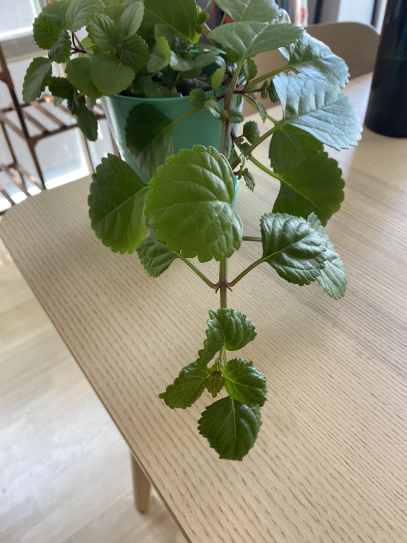 Beautiful Swedish Ivy image indicator(4)