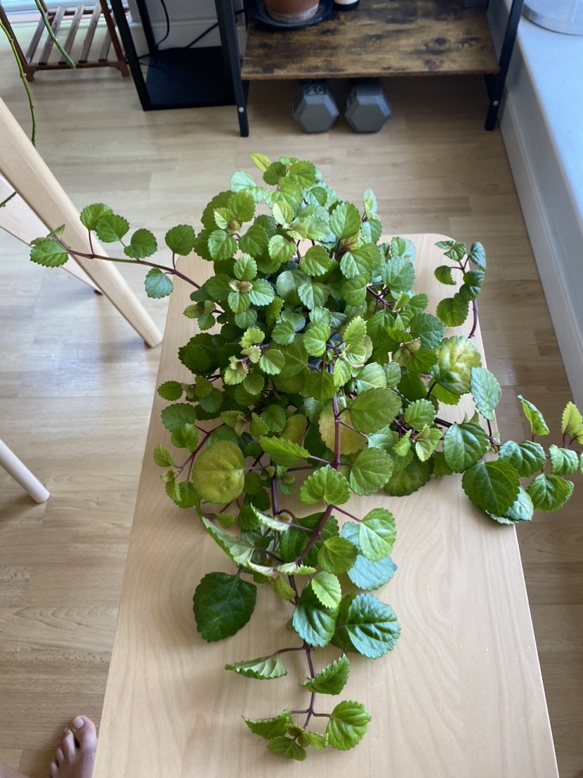 Happy Swedish Ivy plant thumbnail