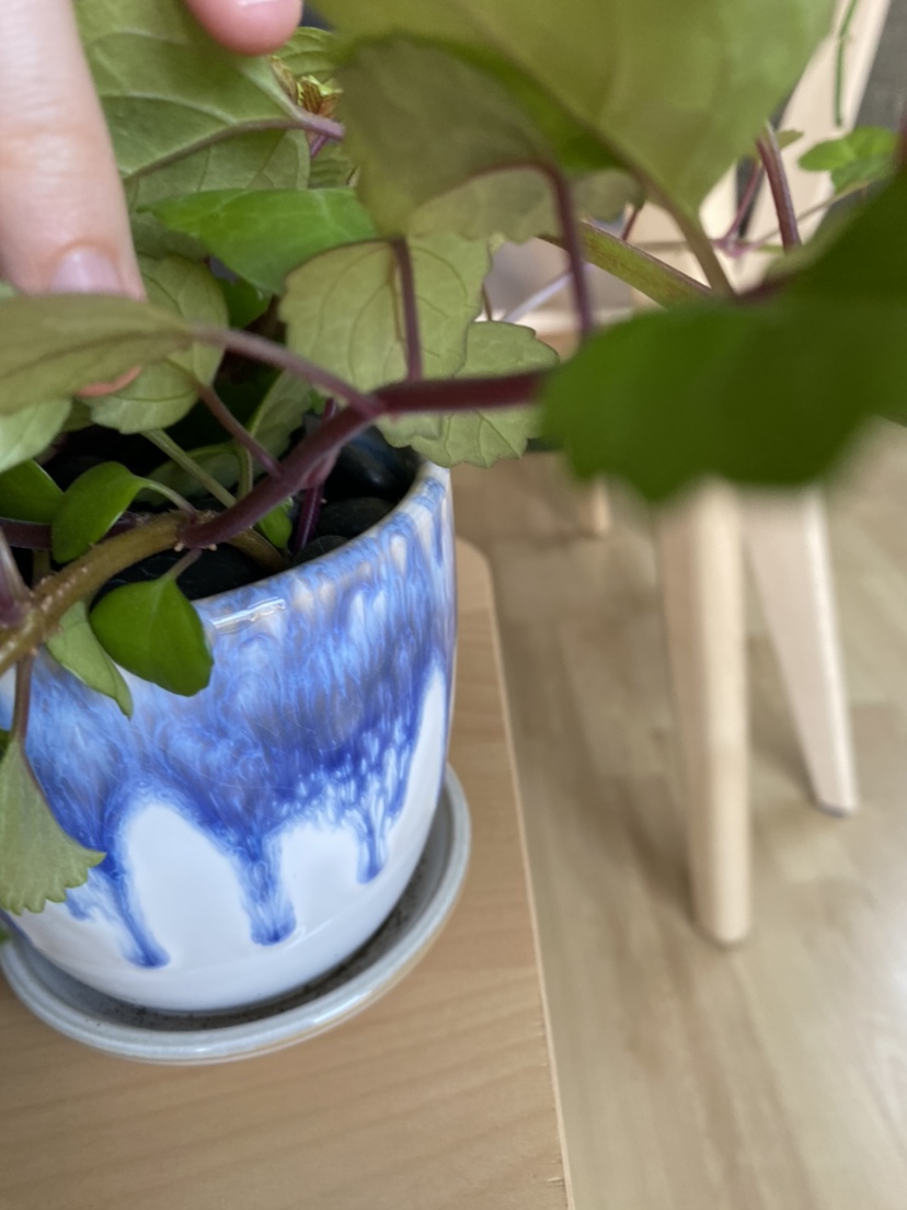 Happy Swedish Ivy plant image indicator(4)