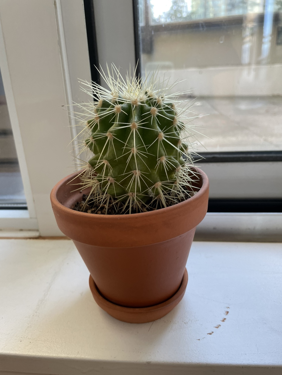 Cactus plant