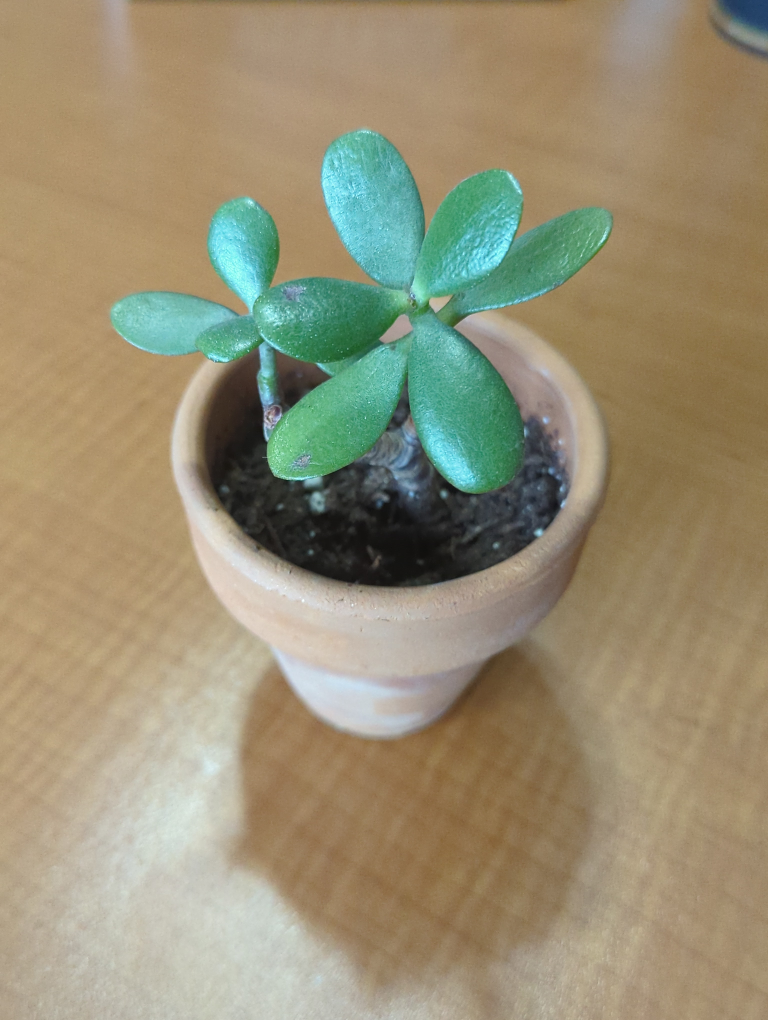 Jade Plant #1 image indicator(3)