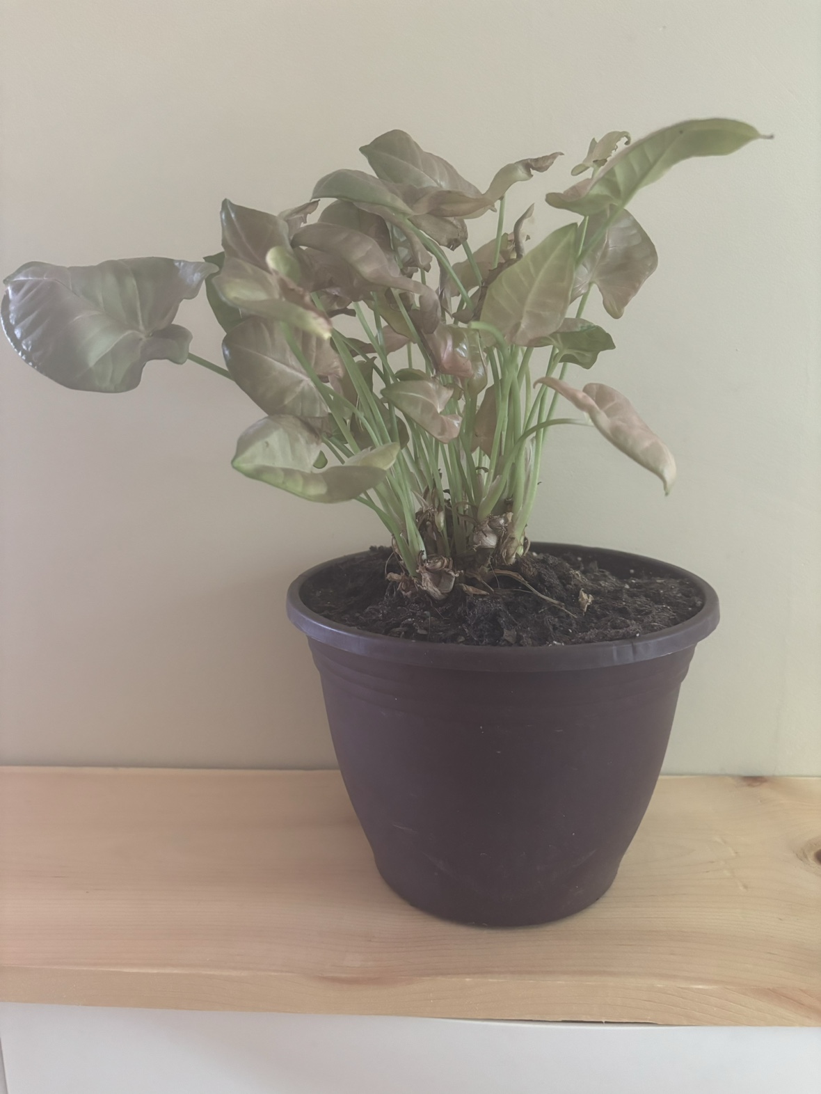 Pink syngonium image indicator(2)