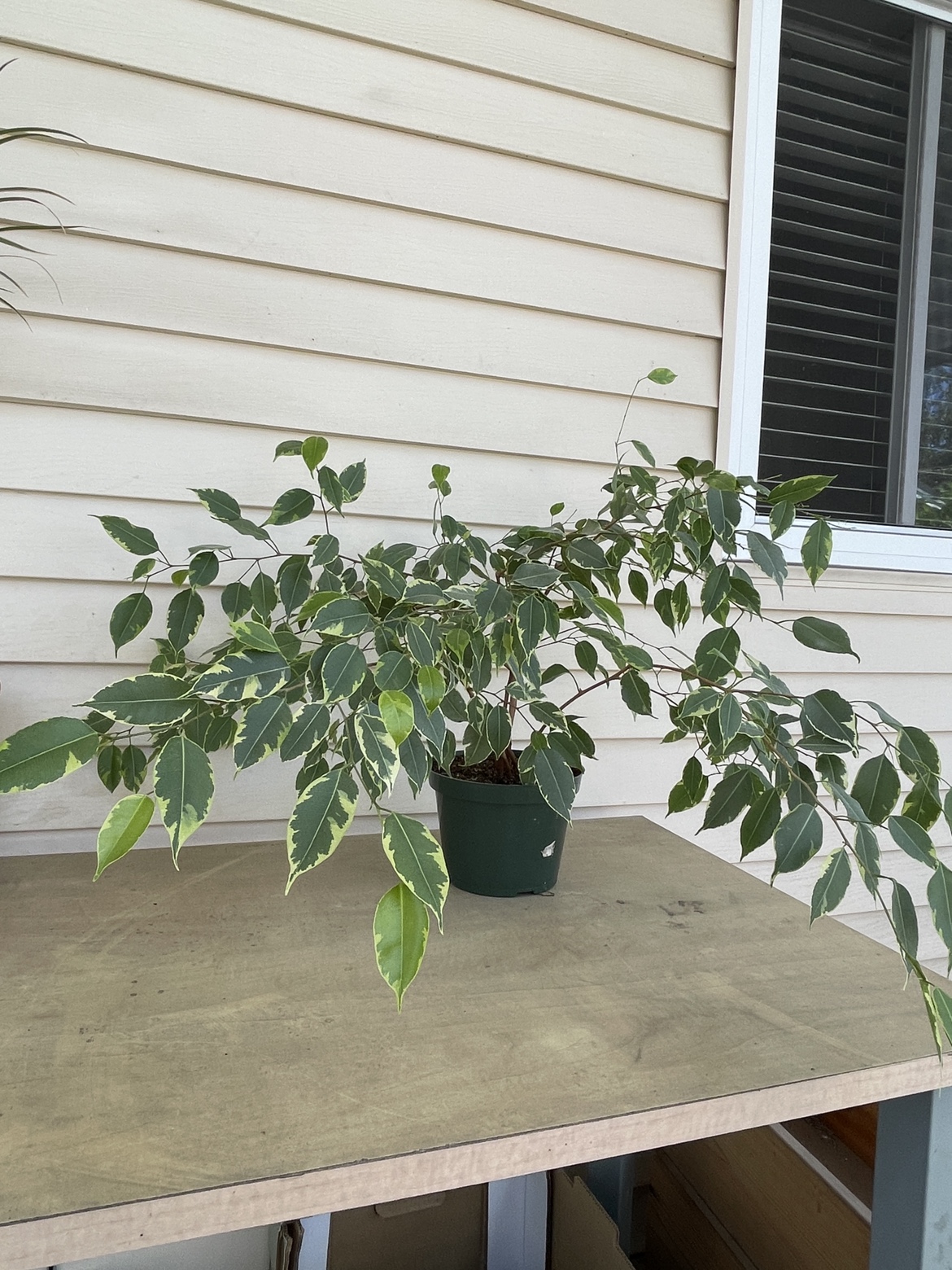 Variegated Ficus Benjamina / Weeping Fig in 7” pot