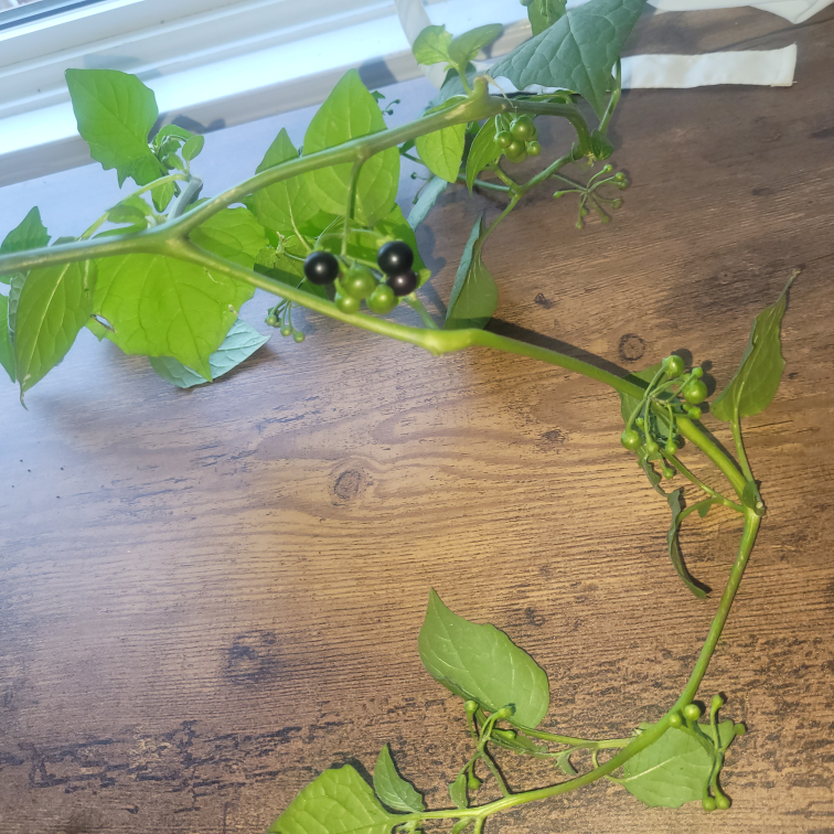BLUEBERRY PLANT - photo 2
