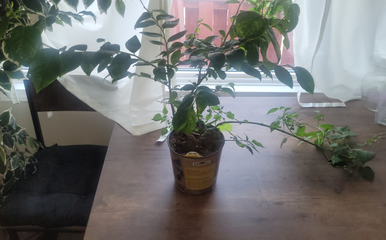 BLUEBERRY PLANT - photo 4