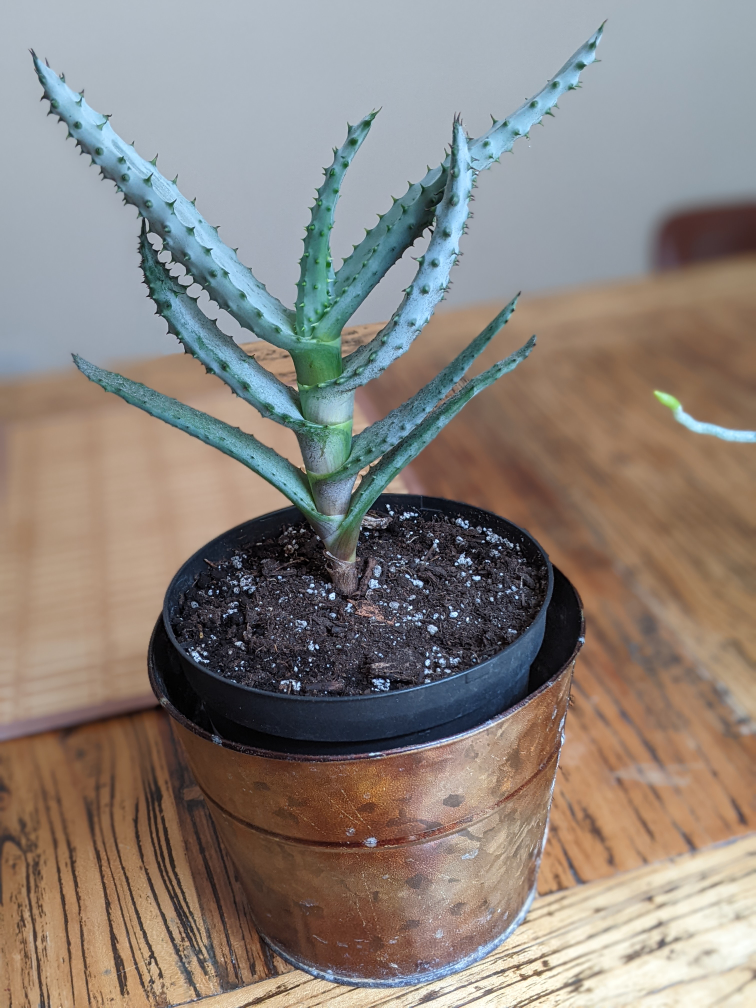 free aloe vera with pot