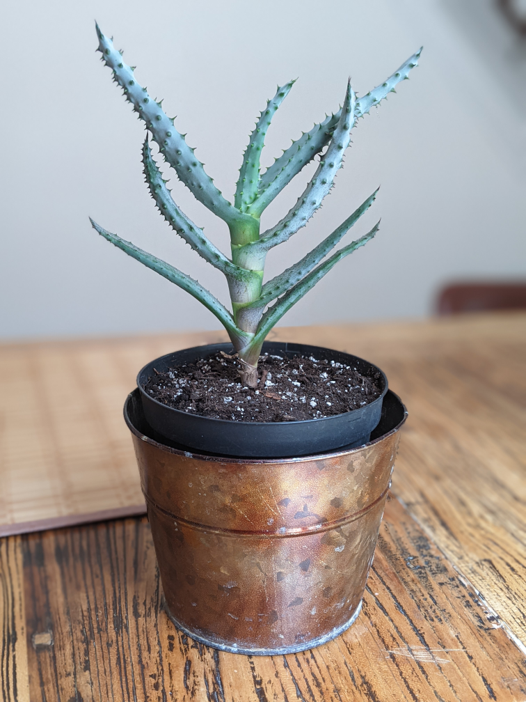 free aloe vera with pot - photo 2