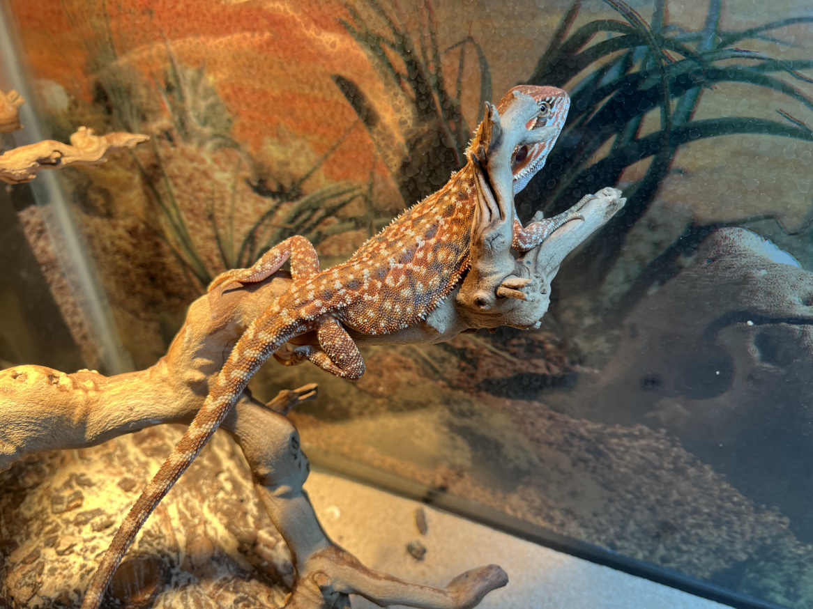 Pet