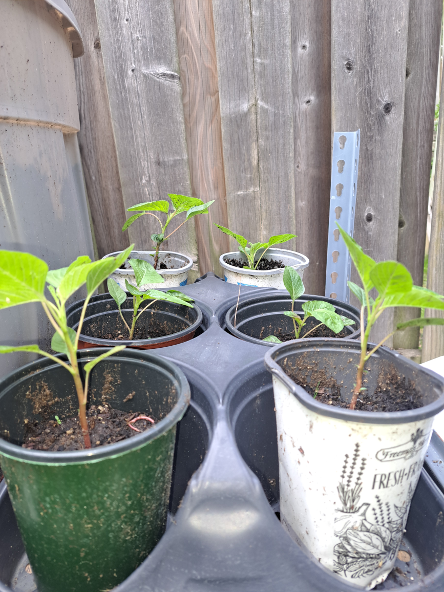 Jamaican Callaloo Amaranth Plants image indicator(3)