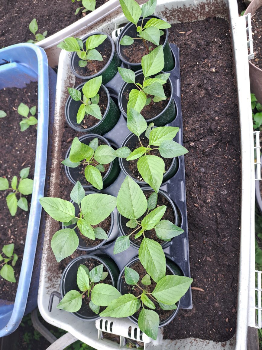 Jamaican Callaloo Amaranth Plants image indicator(6)