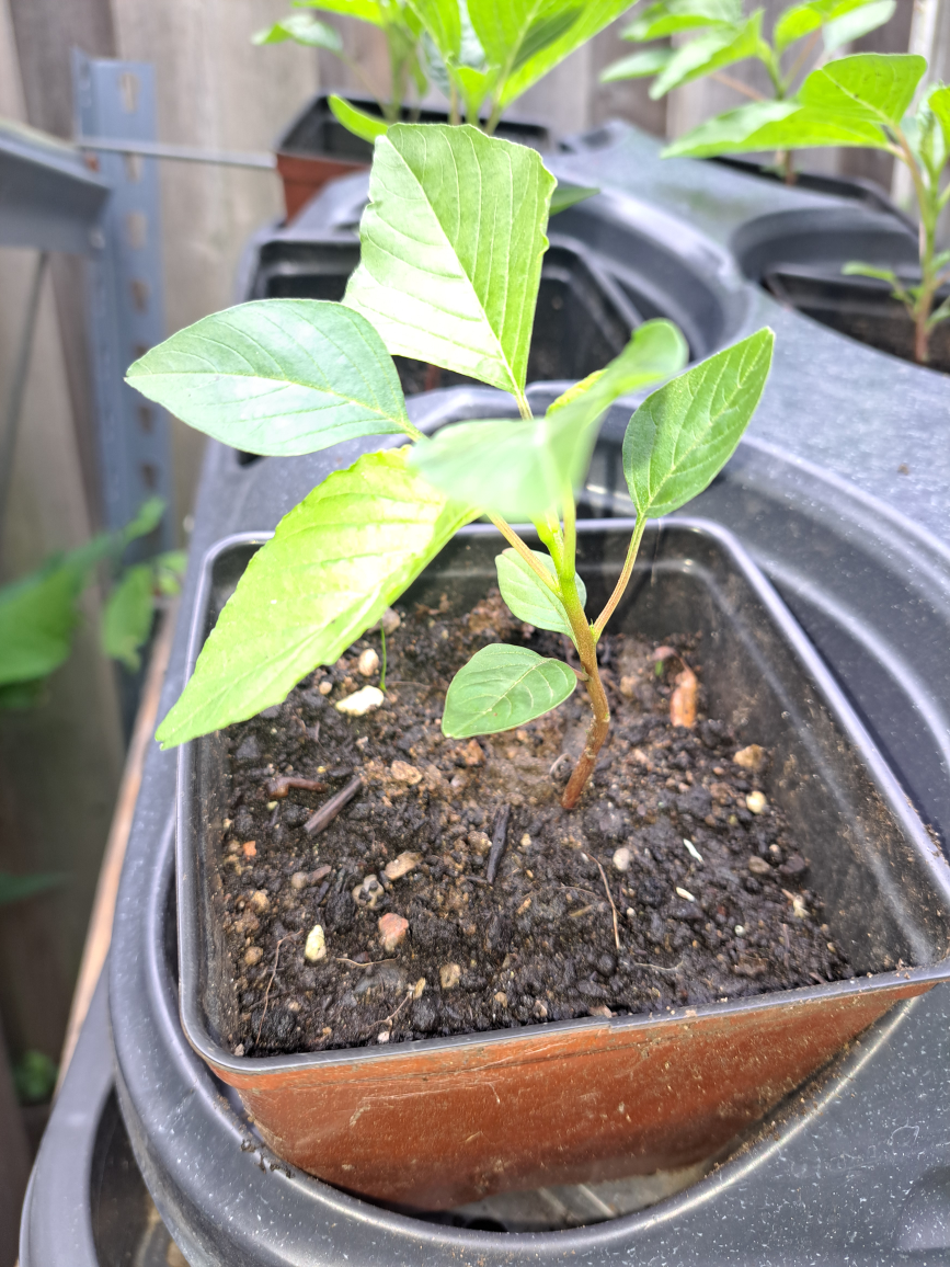 Jamaican Callaloo Amaranth Plants image indicator(7)