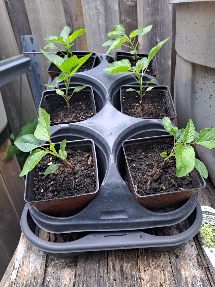 Jamaican Callaloo Amaranth Plants image indicator(8)