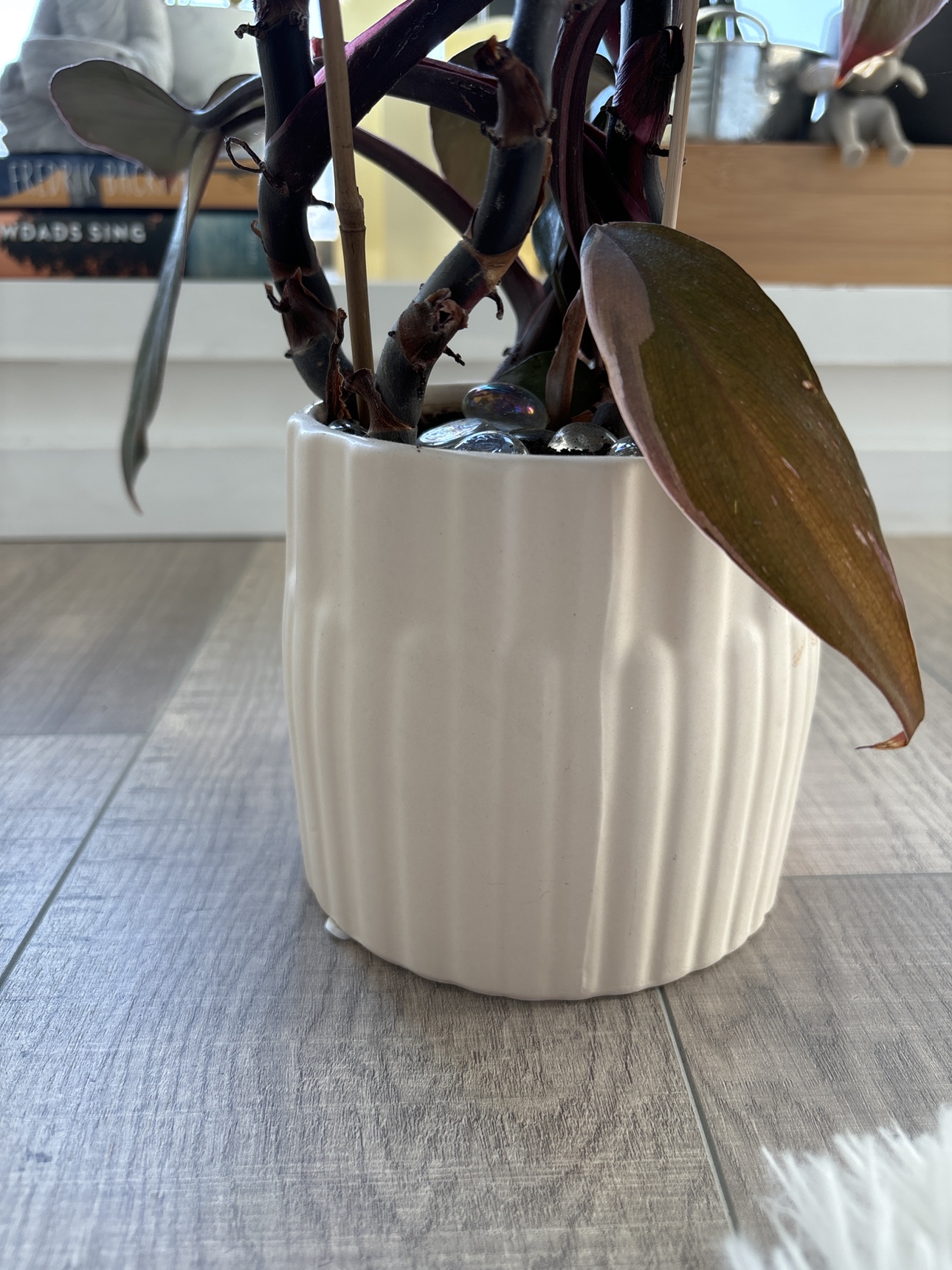 Plant for sell (Free pot) - photo 2