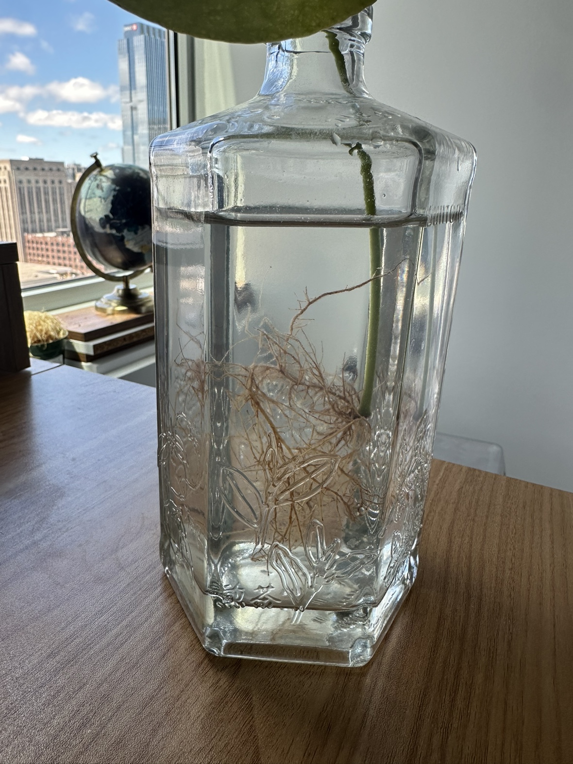 Pilea Plant in Decorative Bottle - photo 2