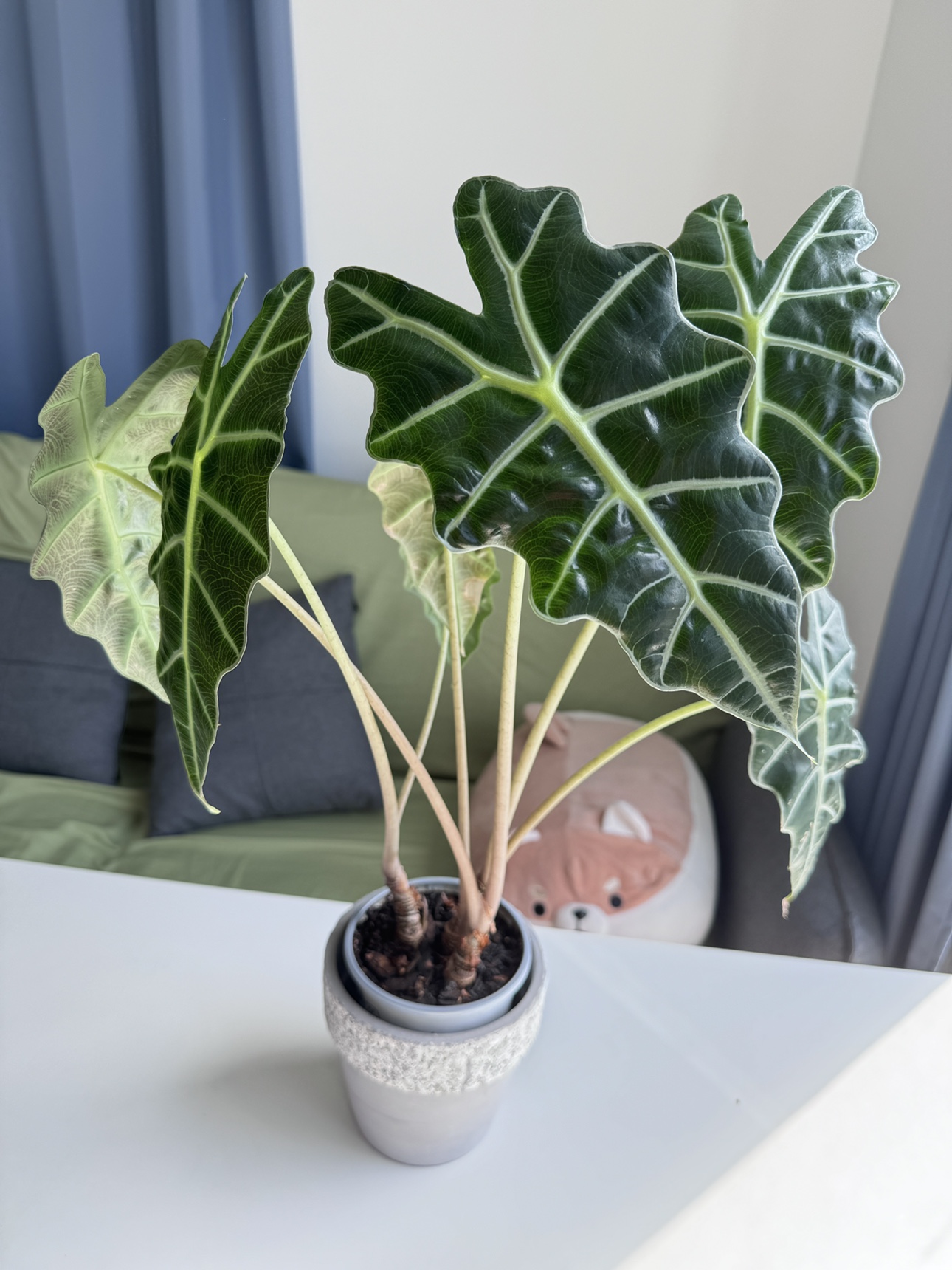 Home Plant- Move out Sale
