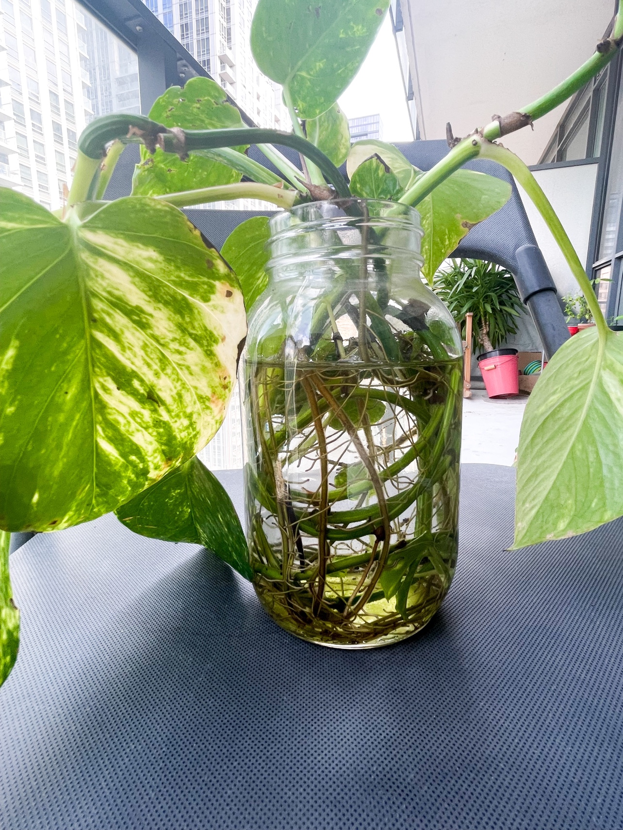 Rooted pothos plant cuttings in water image indicator(5)