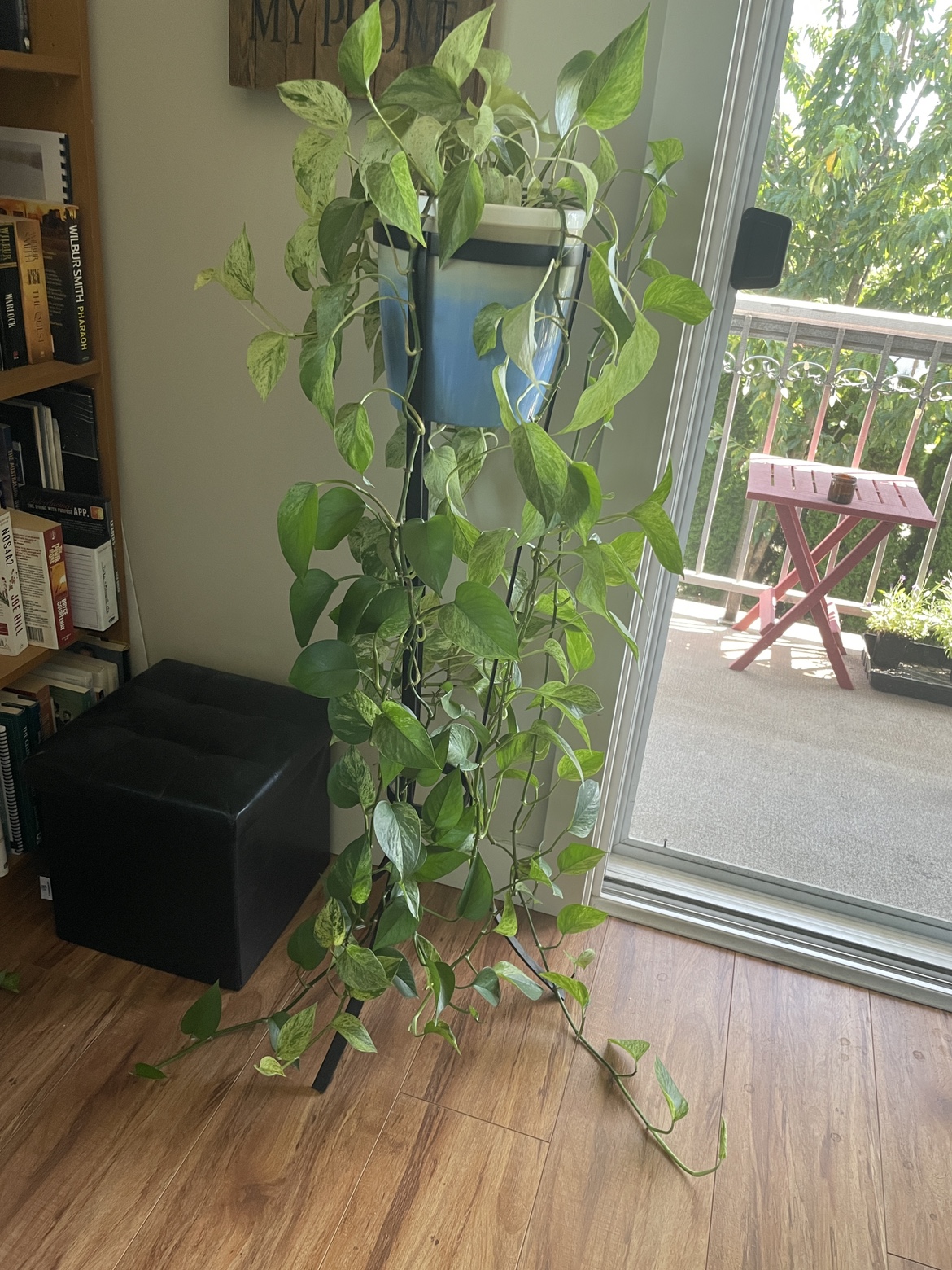 Mature Marble Queen / Snow Queen Pothos with pot & stand
