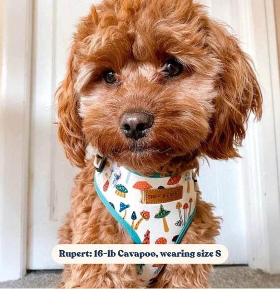 *New* Mushroom Mesh Harness (L)- back clip - Sniff and Bark image indicator(4)