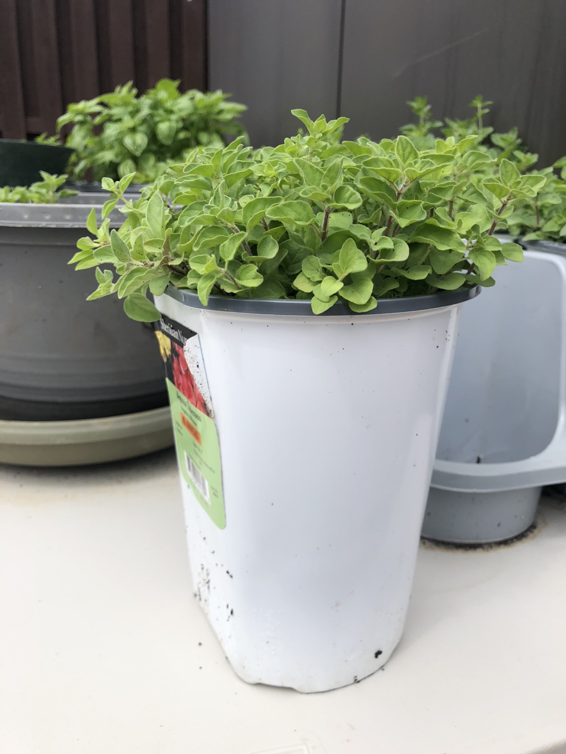 Sprouting oregano in a yoghurt size tub